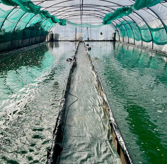 🌿 Etika Spirulina & Les Savons de Poppy : une alliance naturelle pour une beauté éclatante